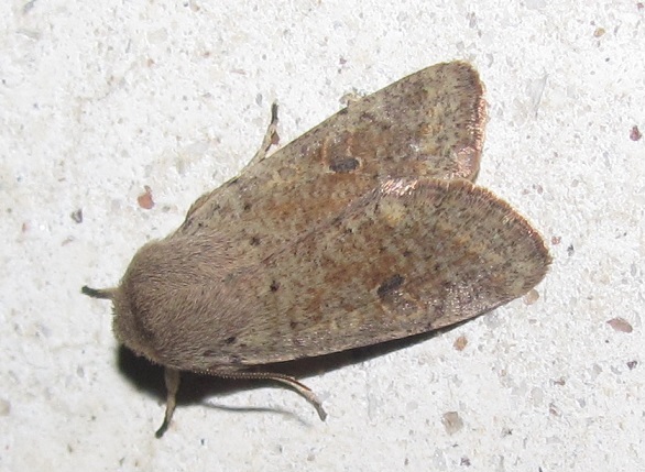 Noctuidae, Orthosia cruda